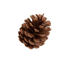 PINECONE SLASH NATURAL 100/CS
