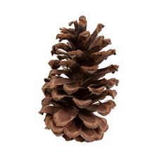 PINECONE LONG LEAF NATURAL 50/PK