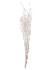 BIRCH 3.5-4.5' PLATINUM 4-5 STEM/PK