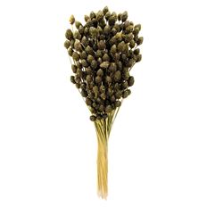 PINEAPPLE BUTTON BASIL 6 OZ