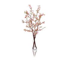 QUINCE TALL