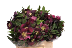 HELLEBORUS RED