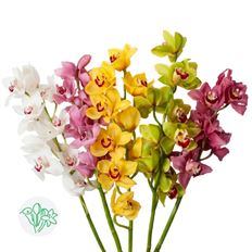ORCHID CYMBIDIUM SPRAY - ASSORTED