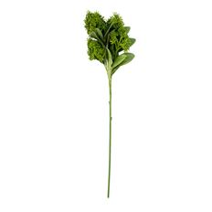 SKIMMIA 26.5" SPRAY GREEN