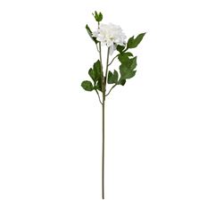 DAHLIA W BUD 4"X24" CREAM WHITE