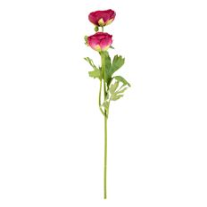 RANUNCULUS STEM X2 19"