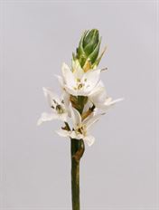 STAR OF BETHLEHEM