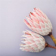 PROTEA KING PINK