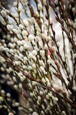 PUSSY WILLOW FRENCH