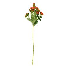 RANUNCULUS SPRAY X10 22" SALMON