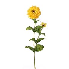 ZINNIA 30" YELLOW