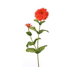 ZINNIA 30" ORANGE