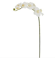 ORCHID PHALAENOPSIS 31" WHITE