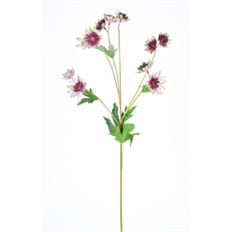 SCABIOSA 26" PLUM GREEN