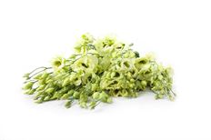 LISIANTHUS GREEN