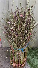 BRANCH FLOWERING PEACH