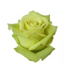 ROSE GREEN
