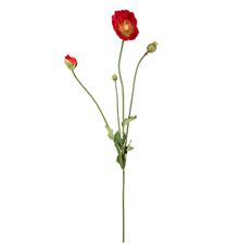 POPPY X4 31" RED
