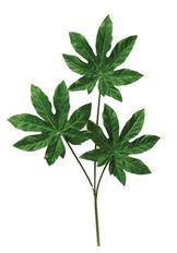 BRANCH FATSIA X3 30" GREEN