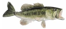 BASS LARGE MOUTH 12"L 5.25"H
