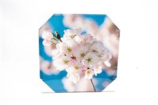 PRINT CANVAS WH BLOSSOMS 15.5x15.5"