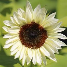 SUNFLOWER WHITE