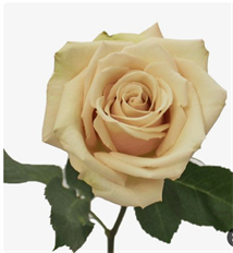 ROSE SAHARA