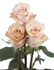 ROSE QUICKSAND