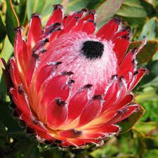 PROTEA QUEEN