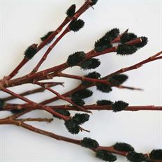 PUSSY WILLOW - BLACK