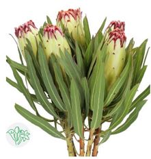 PROTEA