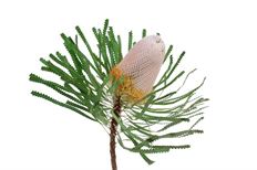 BANKSIA PROTEA