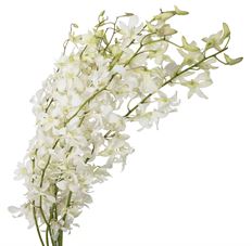 DENDROBIUM HAWAIIAN MEDIUM