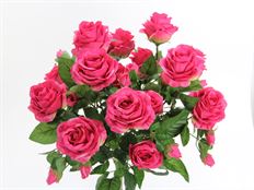 ROSE BUSH X5 W/15 FUCHSIA