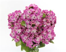 BUSH HYDRANGEA X7 LILAC/CREAM