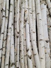 BIRCH POLE 3' LONG 1-2" DIAMETER