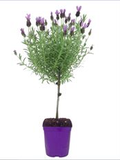 6" LAVENDER TOPIARY (PREBOOK)