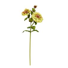 ZINNIA 26" GREEN