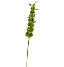 BELLS OF IRELAND 29" GREEN
