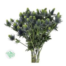 THISTLE SUPER NOVA 5-STEM