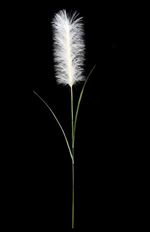 PAMPAS GRASS 46" BEIGE