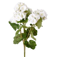 GERANIUM BUSH X 7 18" WHITE