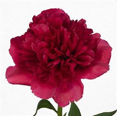 PEONY DUTCH HOT PINK 10-STEM