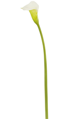 CALLA LILY NT 30" LIGHT GREEN