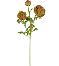 RANUNCULUS STEM 24" BURG/GREEN