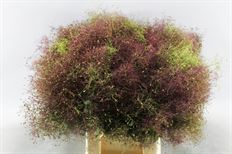 COTINUS SMOKE BUSH FLOWERING