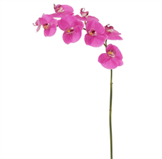 ORCHID PHALAENOPSIS 36" BUR/FUCHSIA