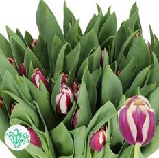 TULIP ASSORTED ONLY