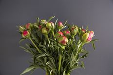 PEONY DOMESTIC PEACH 5-STEM