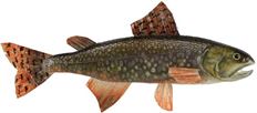 FISH 15.75" TROUT